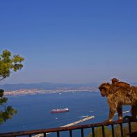 Małpa - jeden z symboli Gibraltaru