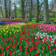 Keukenhof - ogród kwiatowy