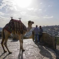 Jerozolima - wielbłąd na Górze Oliwnej
